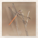 Suche nach wirbellos untersetzer Natur