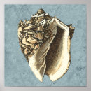 Suche nach muschel poster Tritonshorn