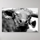 Suche nach longhorn poster Cowboy