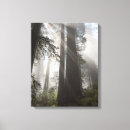 Suche nach redwood leinwandbilder Wälder