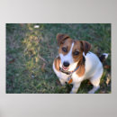 Suche nach jack russell poster Terrier