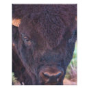 Suche nach büffel foto poster Jede person