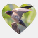 Suche nach schwalbe aufkleber Vögel