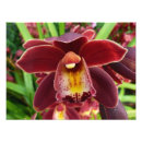 Suche nach rote orchidee poster Jede person