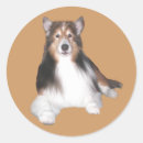 Suche nach sheltie aufkleber Die shetlandinseln schäferhund