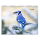 Suche nach birds kalender Vogelbeobachter