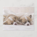 Suche nach babytiere postkarten Babys