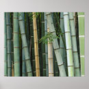 Suche nach bamboo poster Japan