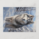 Suche nach malamute postkarten Tier
