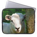 Suche nach schafe laptop schutzhüllen Lamm