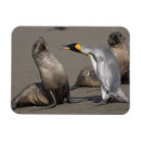 Suche nach pelz magnete Wild lebende tiere