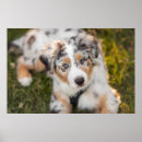 Suche nach australian shepherd poster Australischer schäferhund