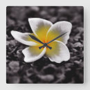 Suche nach frangipani wanduhren Plumeria