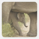 Suche nach asiatischer elefant aufkleber Corbett nationalpark