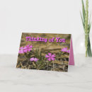 Suche nach phlox karten Rosa