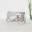 Suche nach havanese hunde karten Tiere
