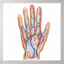 Suche nach menschliche hand poster Biologie