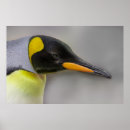 Suche nach kaiser poster Pinguin