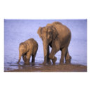 Suche nach asiatische elefanten poster Fauna