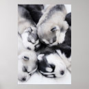 Suche nach husky poster Cute