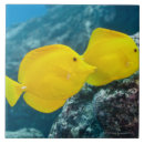 Suche nach riffe fliesen Tiere im wilden