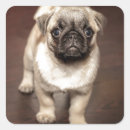 Suche nach niedlicher mops aufkleber Für alle