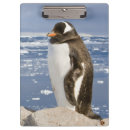 Suche nach pinguin klemmbrett Schnee