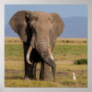 Suche nach sucht Safari