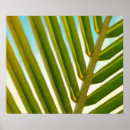 Suche nach palm leaf poster Grün