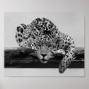 Suche nach weißer leopard poster Afrika