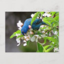 Suche nach indigo postkarten Blüten