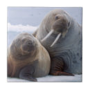 Suche nach kälber fliesen Kuh