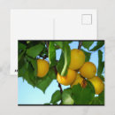 Suche nach aprikose postkarten Obst