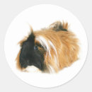 Suche nach der cavy aufkleber Nagetier