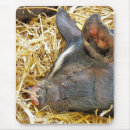 Suche nach niedliches schwein mousepads Schweine