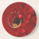 Suche nach kakteen untersetzer Blüte