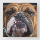 Suche nach bulldog wanduhren Tiere
