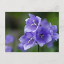 Suche nach glockenblume postkarten Campanula
