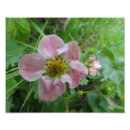Suche nach wilde fotodruck Rose