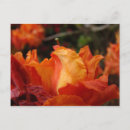 Suche nach azaleen postkarten Rhododendren
