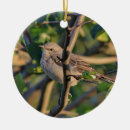 Suche nach spottdrossel ornamente Natur