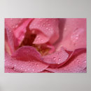 Suche nach rosenblüte poster Blume