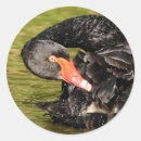 Suche nach schwarzer schwan aufkleber Natur