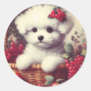Suche nach bichon aufkleber Niedlich