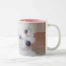 Suche nach bichon frise welpe tassen Niedlich