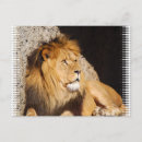 Suche nach könig des dschungels postkarten Löwen