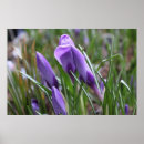 Suche nach krokus poster Fotografie