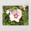 Suche nach knospe postkarten Rose