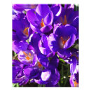 Suche nach krokus poster Pflanzen