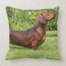 Suche nach haarig kissen Hund